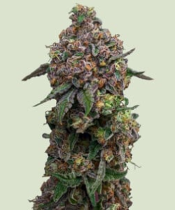 cosmic cheddar f1