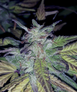 fireog