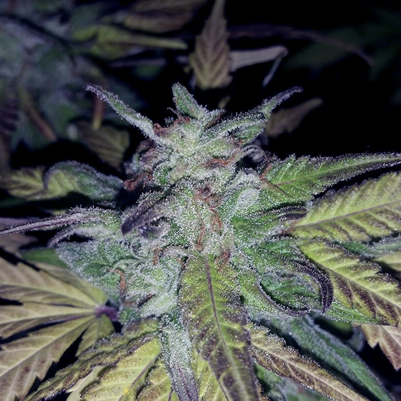 fireog