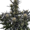 fastbuds autorf3 guava