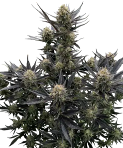 fastbuds autorf3 guava
