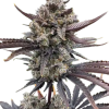 fastbuds autorf3 guava bananapurple