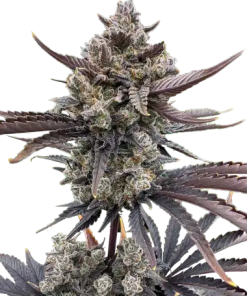 fastbuds autorf3 guava bananapurple