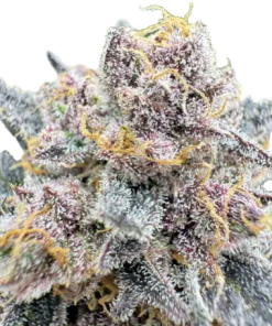 fastbuds autorf3 guava cherrycola