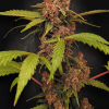 paradise auto bananapurple