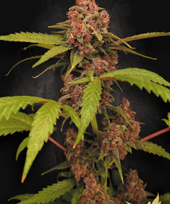 paradise auto bananapurple