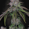 paradise auto velvetmist
