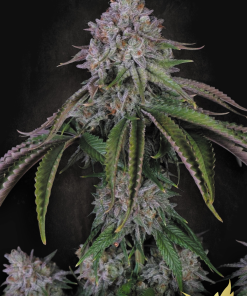 paradise auto velvetmist