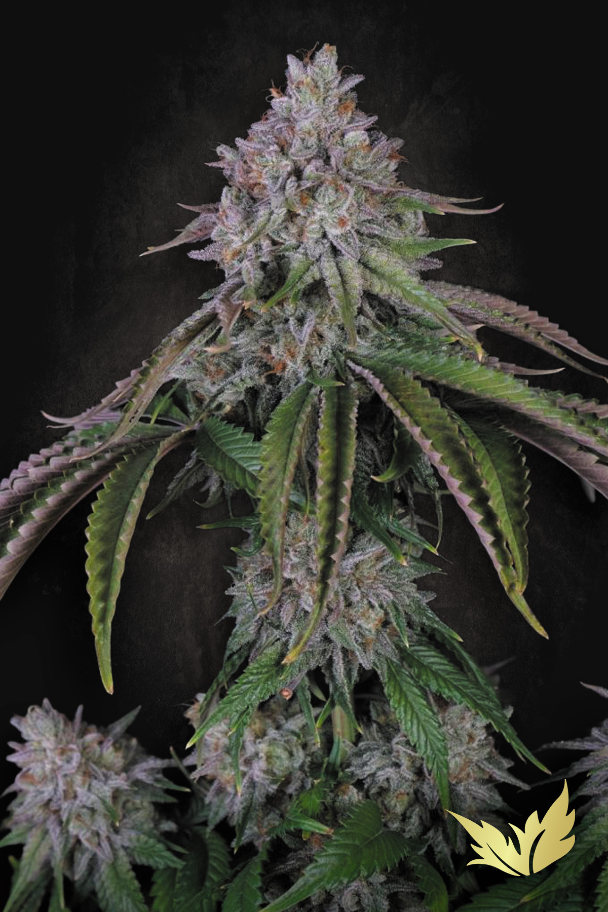 paradise auto velvetmist