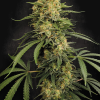 paradise auto zestybliss