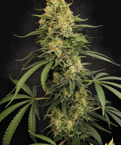 paradise auto zestybliss