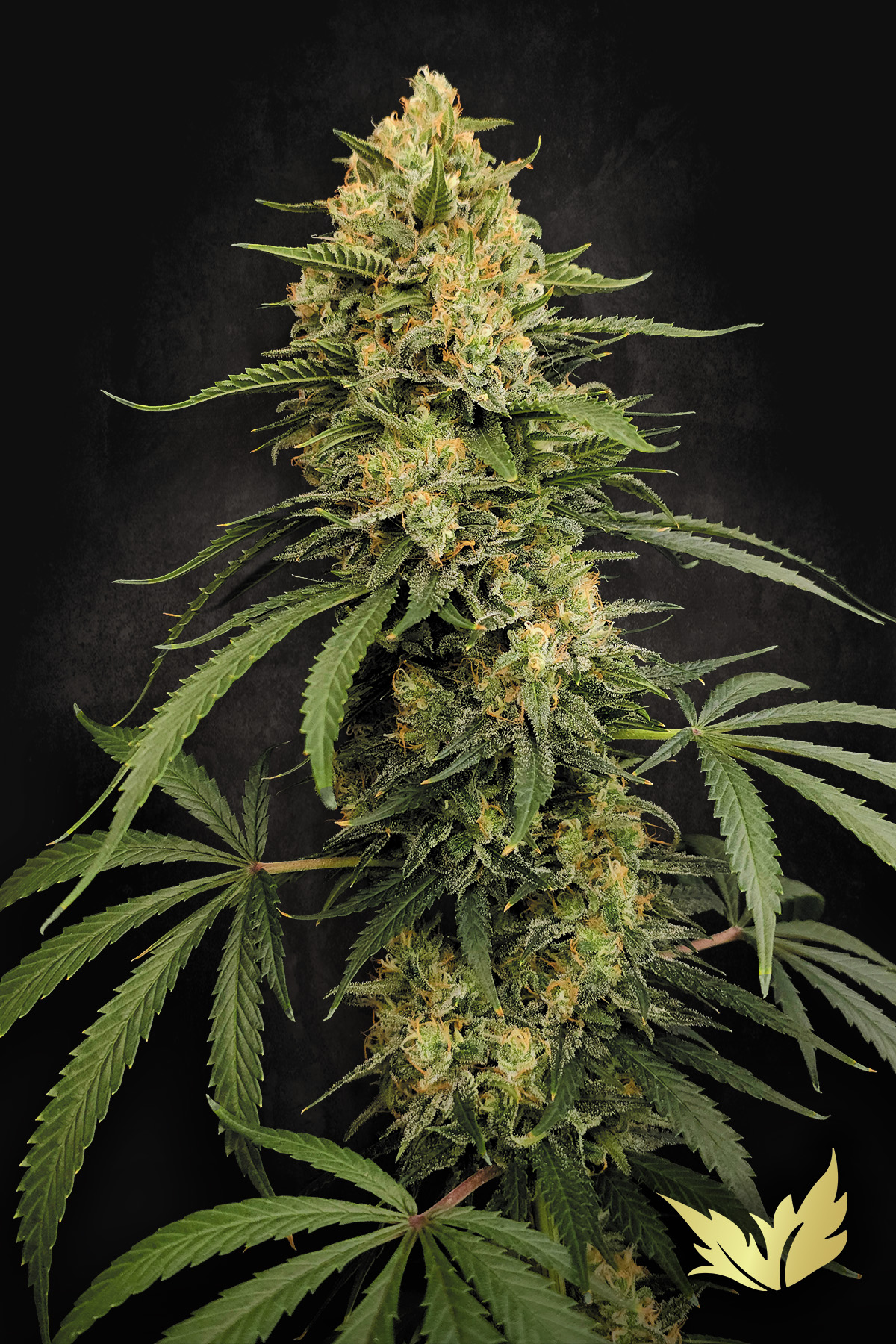 paradise auto zestybliss