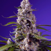 sweet auto bananacreamcakexl