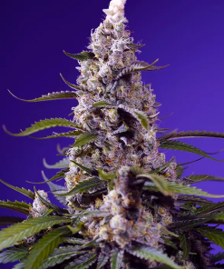 sweet auto bananacreamcakexl