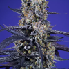 sweet auto superboodxl