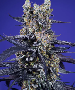 sweet auto superboodxl