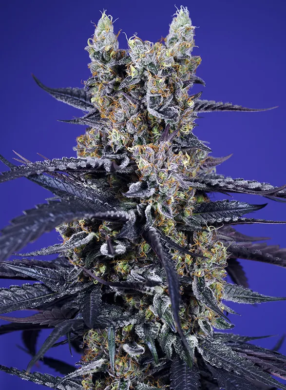 sweet auto superboodxl