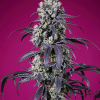 sweet auto tropicannacherryxl