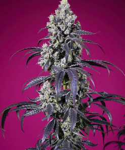 sweet auto tropicannacherryxl