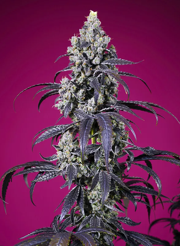 sweet auto tropicannacherryxl