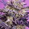 sweet f1 pinkguava