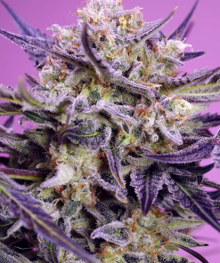 sweet f1 pinkguava