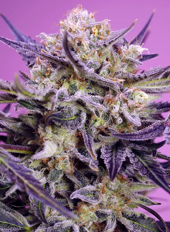 sweet f1 pinkguava