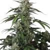 banana guava auto
