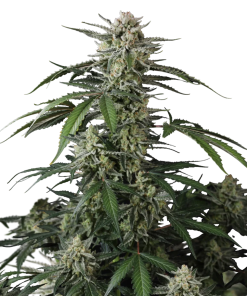 banana guava auto