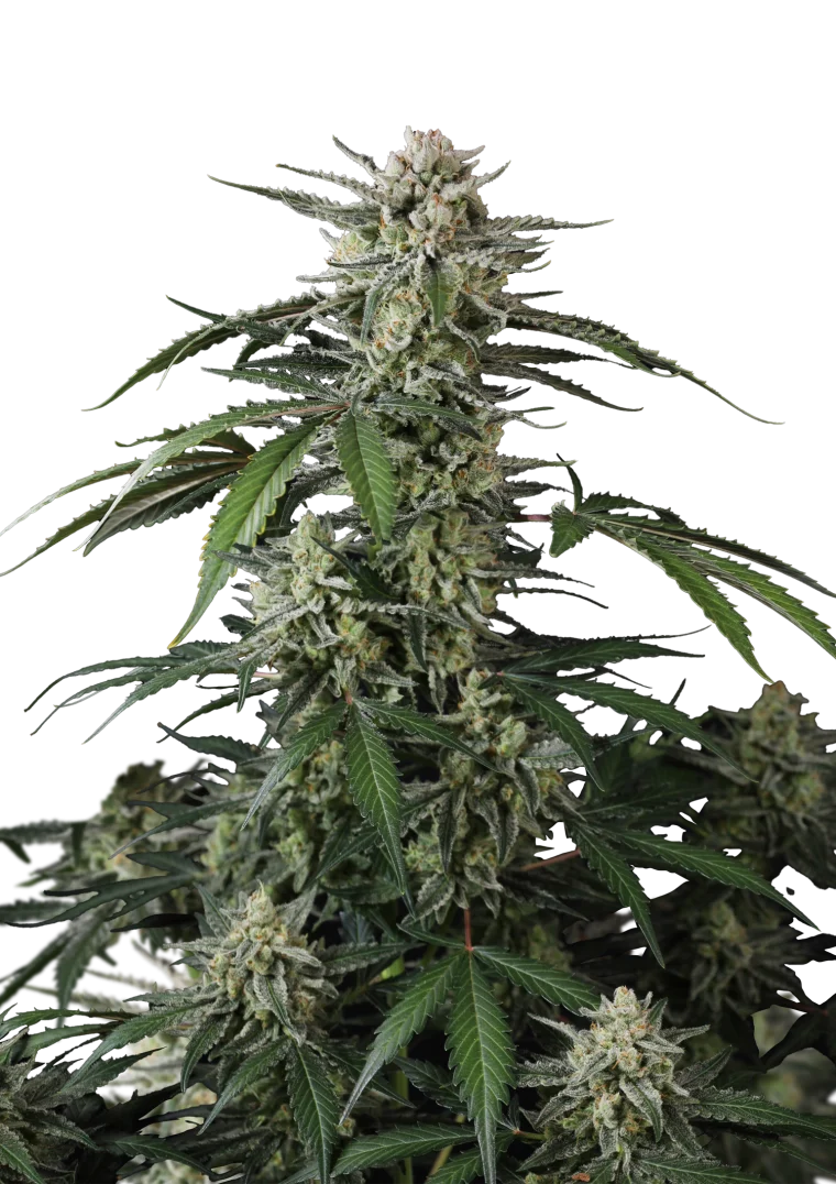 banana guava auto