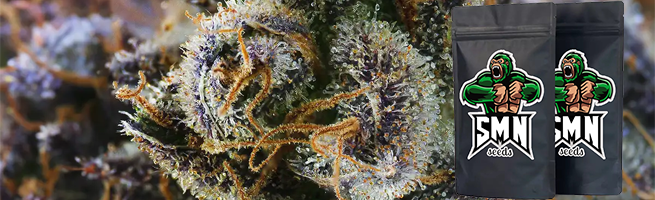 banner smn seedsline