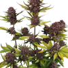 fastbuds autorf3 purple lemonade