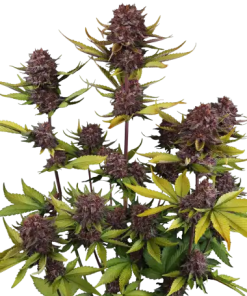 fastbuds autorf3 purple lemonade