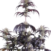 fastbuds autorf3 strawberry gorilla