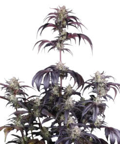 fastbuds autorf3 strawberry gorilla