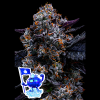 free blueberry nation