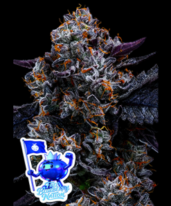 free blueberry nation