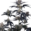 guava runtz auto