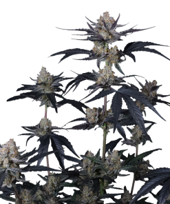 guava runtz auto