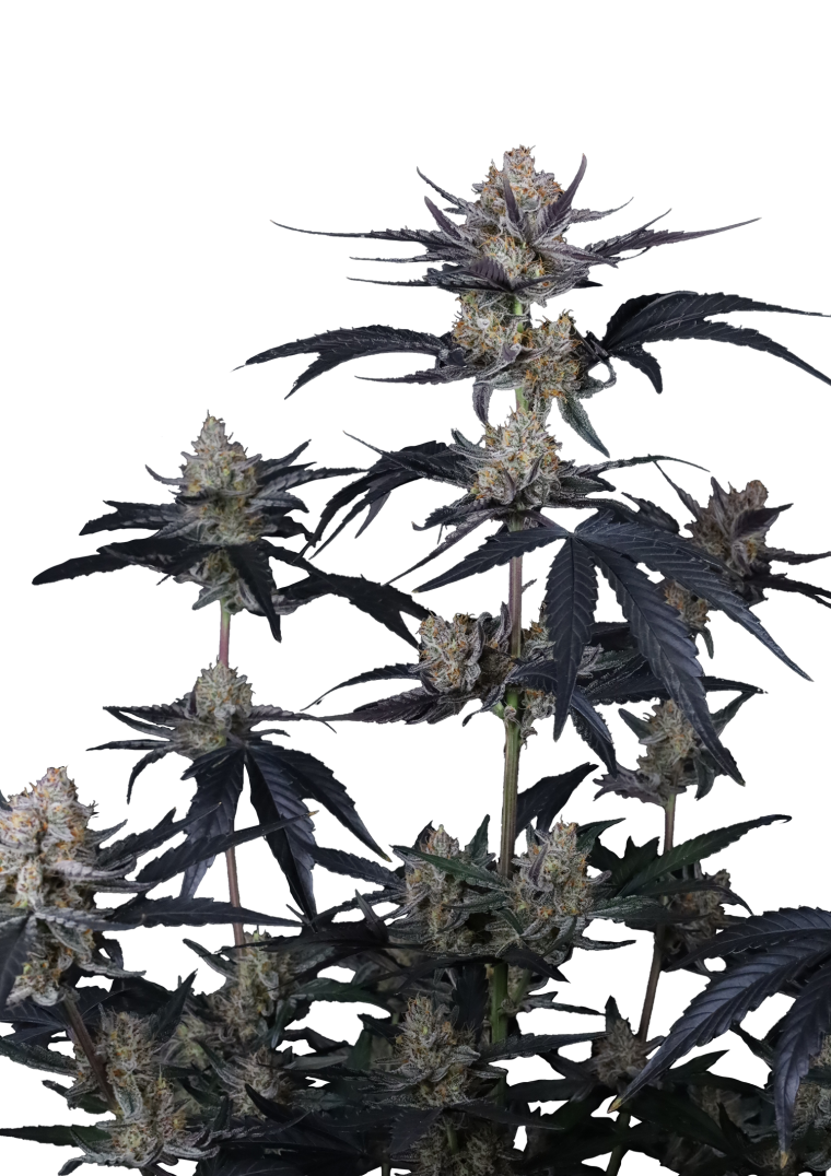 guava runtz auto
