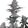 guava sundae auto