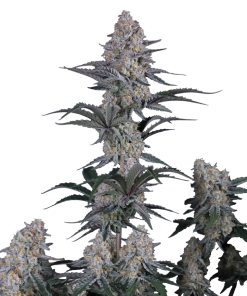 guava sundae auto