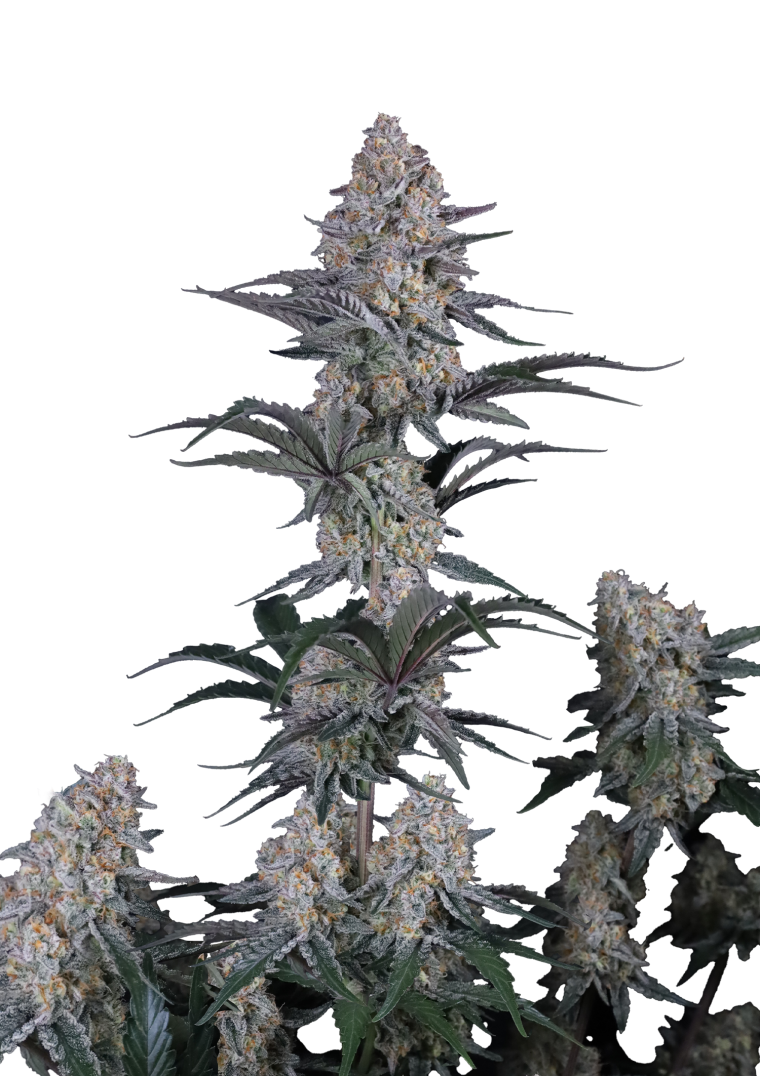 guava sundae auto