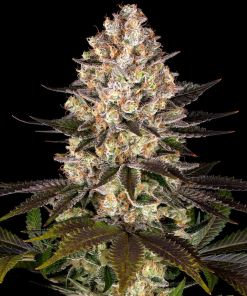 hindu kush barneys