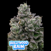 hollywood rain