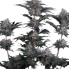 mendo frost auto