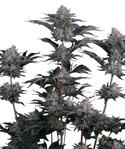 mendo frost auto