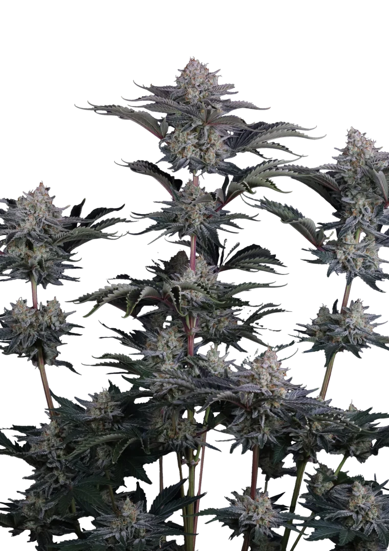 mendo frost auto