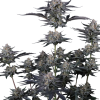 mendo guava auto