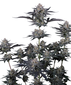 mendo guava auto